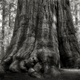 Illustration for article titled Extraordinary pictures of the most ancient trees on Earth